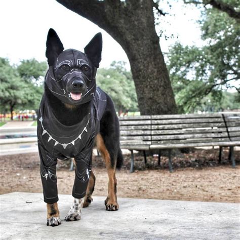 Black Panther Dog Costume | ubicaciondepersonas.cdmx.gob.mx