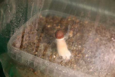 Photos Of The Magic Mushrooms Grow Kits Magic Mushrooms