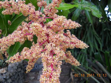 Mangifera indica (Mango Flower) - Richard Lyons Nursery, Inc.