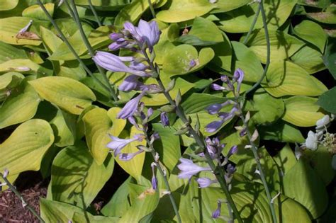Hosta Hosta Gold Edger Focal Farm