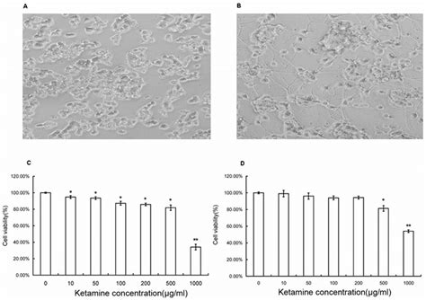 Cell Viability Of Pheochromocytoma 12 Pc12 And Differentiated Pc12 Download Scientific