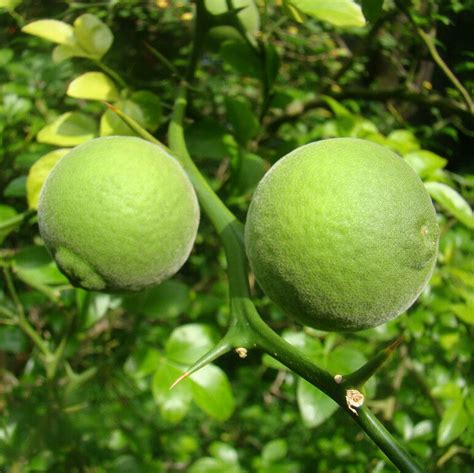 Lamai Citrus Trifoliata La Ghiveci Pepiniera Sosa