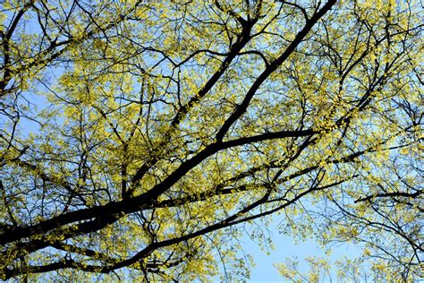 Top Klimaatbestendige Bomen In Steden Bomencampus