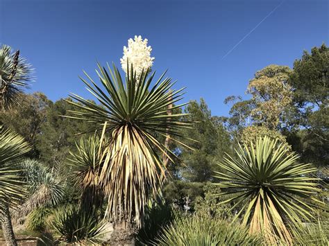 Yucca Faxoniana Desert Free Photo On Pixabay Pixabay