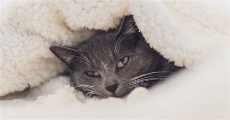 Cómo proteger a mi gato del frío así puedes cuidar a tu gato en invierno