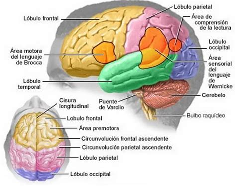 C Mo Funciona El Cerebro