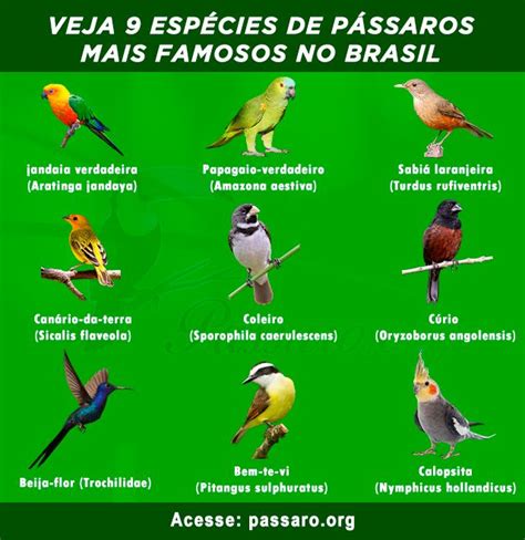 Esp Cies De P Ssaros Mais Famosos Do Brasil P Ssaros Especies De