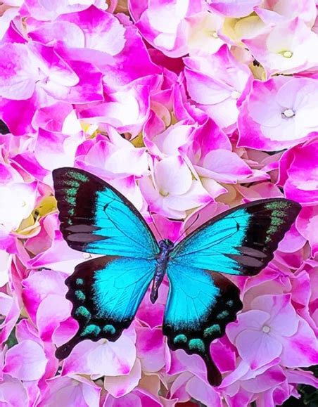 Blue Butterfly On Pink Flowers