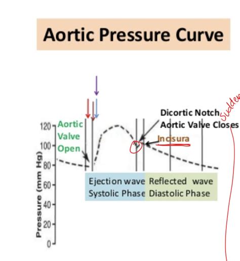 Aortic Pressure Curve Diagram Quizlet