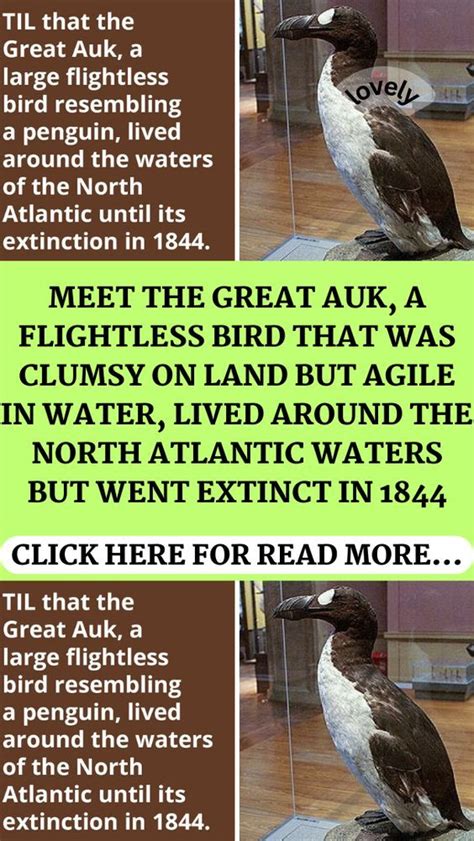 Meet The Great Auk A Flightless Bird That Was Clumsy On Land But Agile