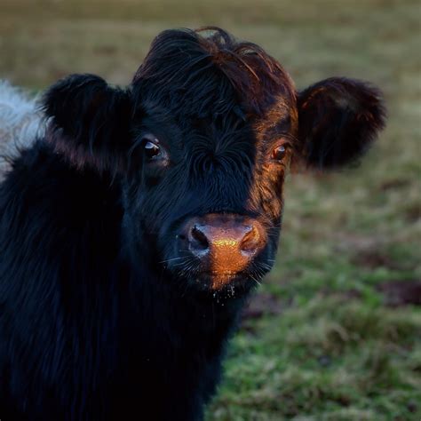 Belted Galloway Calf Photograph by Derek Beattie - Fine Art America