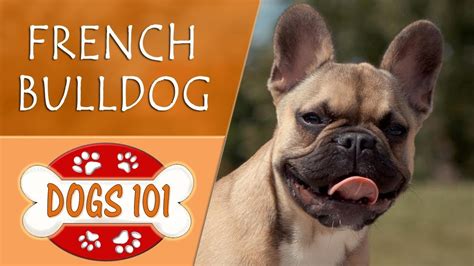 Dogs 101 French Bulldog Top Dog Facts About The French Bulldog