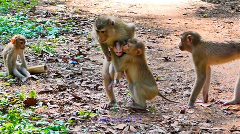 Amazing Scene Sheba Sovana Standing Up With Two Legs And Pick Up