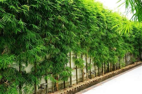 9 Bamboo Plants To Grow In Pots | Bamboo Plants HQ