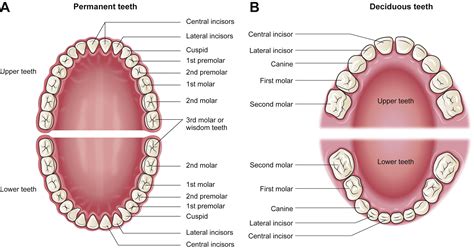 Deciduous Teeth Diagram