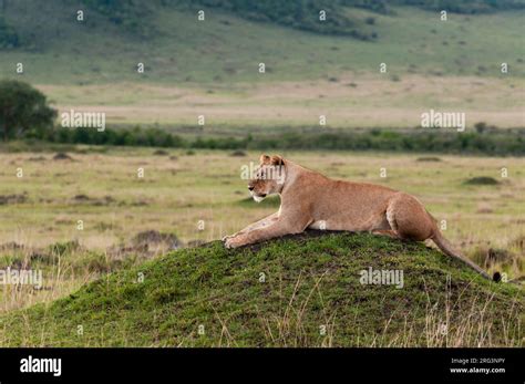 A Lioness Panthera Leo Resting On A Termite Mound Masai Mara