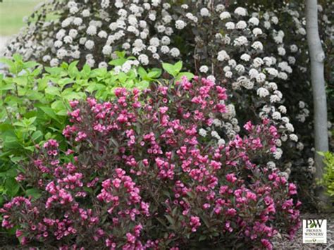 Weigela Wine And Roses 2 Gal Gulley Greenhouse