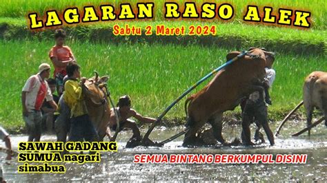 Pacu Jawi Cow Race Lagaran Raso Alek Sabtu Ke Di Sawah Gadang Sumua