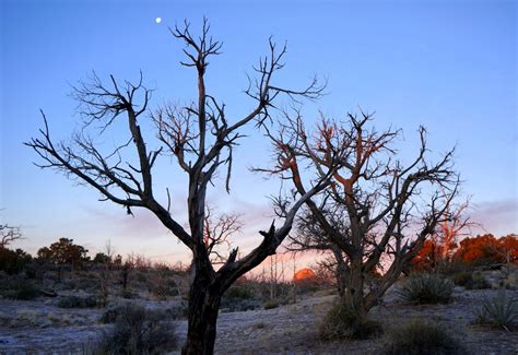 Guide to a Mojave National Preserve Camping Trip - No Back Home