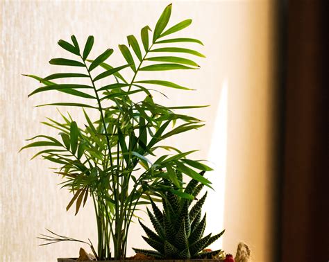 parlor palm how to care 8