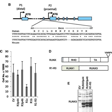 Runx1c And Runx1b Interact Equally With Cbf B A The 10 Cm Dishes Of