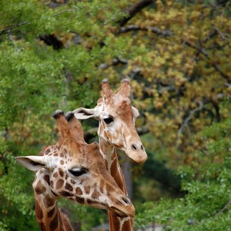 Giraffes Little Rock Zoo | Little rock zoo, Cute animals, Giraffe