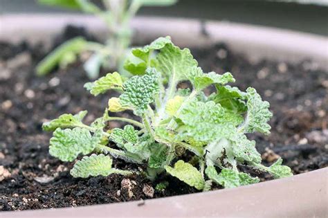 How To Plant And Grow Horehound Gardeners Path