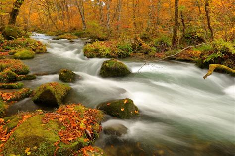 紅葉の奥入瀬渓流 絶景事典