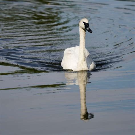 White Swan On Water During Daytime Sliding Puzzle On Sliding Tiles Puzzle