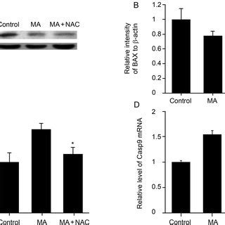 Effect Of Nac On The Viability And Cytokine Levels Of Raw Cells