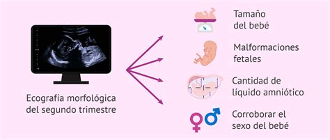 Información que aporta la ecografía morfológica del segundo trimestre