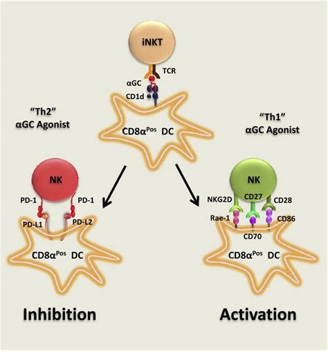 A Single Subset Of Dendritic Cells Controls The Cytokine Bias Of