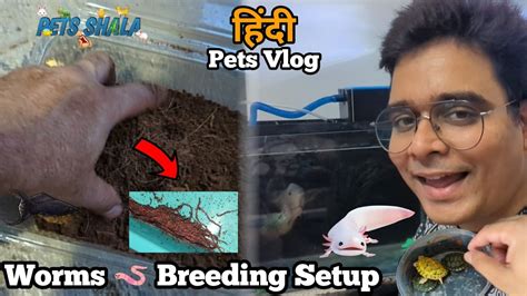 Sab Tanks Clean Kar Diye And Worms Ka Breeding Setup Set Kar Diya Pets