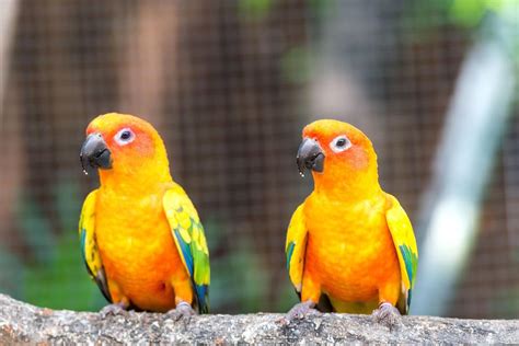 Sun Conure Full Profile History And Care