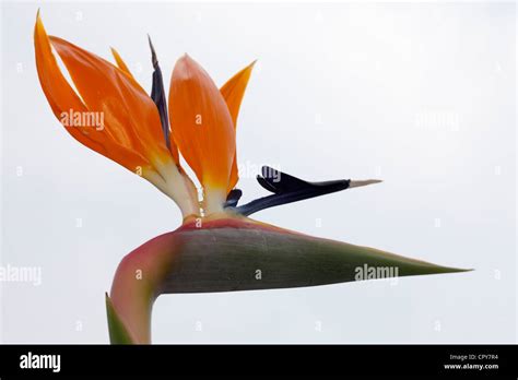 Crane Flower Or Bird Of Paradise Flower Strelitzie Strelitzia Reginae