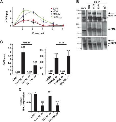 Association Of PML IV With TBX2 Promoter Depends On A Functional