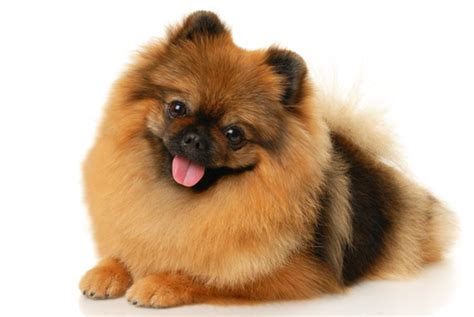 Ll Spitz Aleman Pomerania Toy Lulu De Pomerania