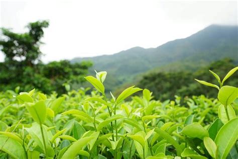 中國茶葉到底是六大類，還是七大類？區別在哪？ 每日頭條