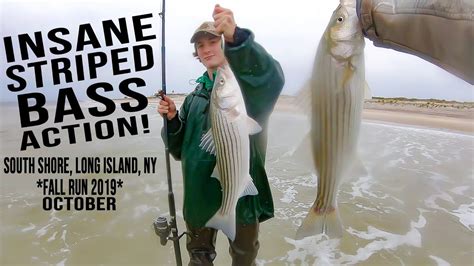 INSANE Striped Bass Action South Shore Surf Fishing Fall Run 2019