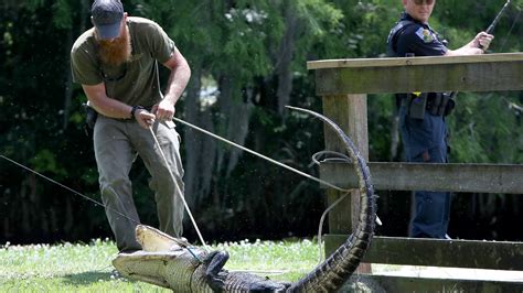 Alligator Trapping At Uf Lake Alice