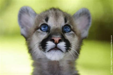 Cougar Cub Gagdaily News