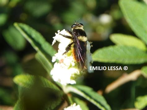 Moscardón Cazador De Abejas Mallophora Ruficauda Ecoregistros