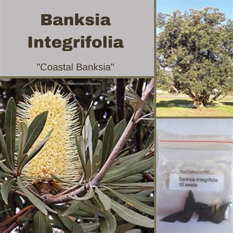 Banksia Integrifolia "Coastal Banksia" 10 Seeds