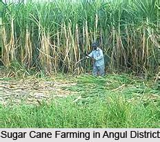 economy  angul district