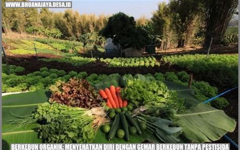 Berkebun Organik Menyehatkan Diri Dengan Gemar Berkebun Tanpa