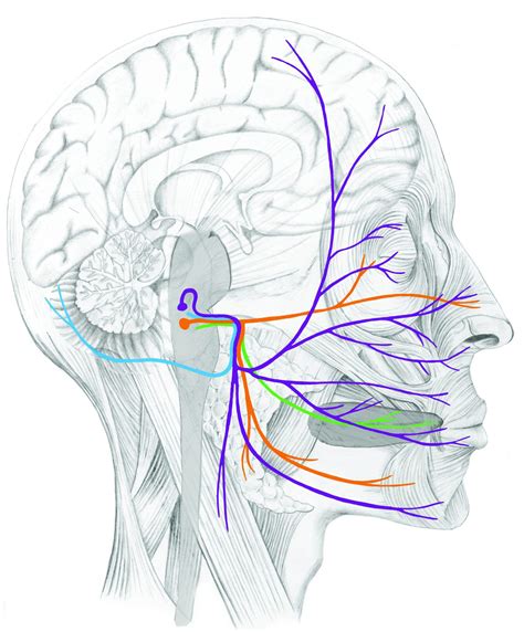 Anatomy Of The Cranio Sacral System College Of Cranio Sacral Therapy