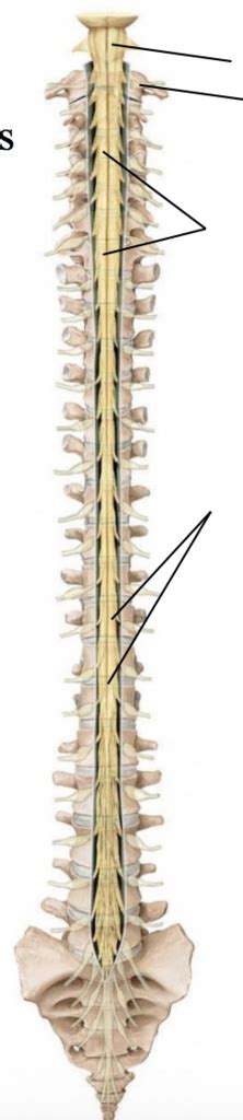 Anatomy Lab Exam Diagram Quizlet