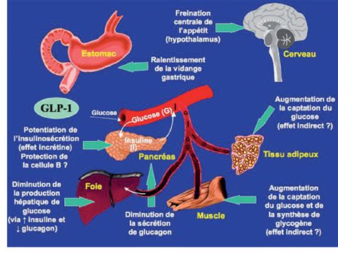 Figure 1 From Le Glucagon Like Peptide 1 GLP 1 Nouvelle Cible Dans