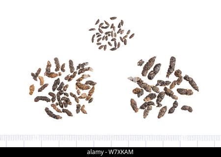 Brown Des Crottes De Chauve Souris Plecotus Auritus Photo Stock Alamy