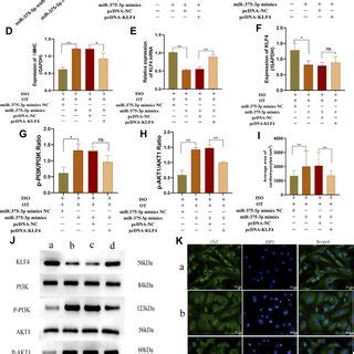 Antihypertrophic Effects Of Ot In Vitro Neonatal Rat Cardiomyocytes